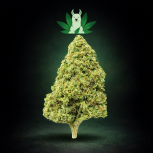 AMPM hybrid cannabis flower from Leafy Llama Dispensary Arlington VA