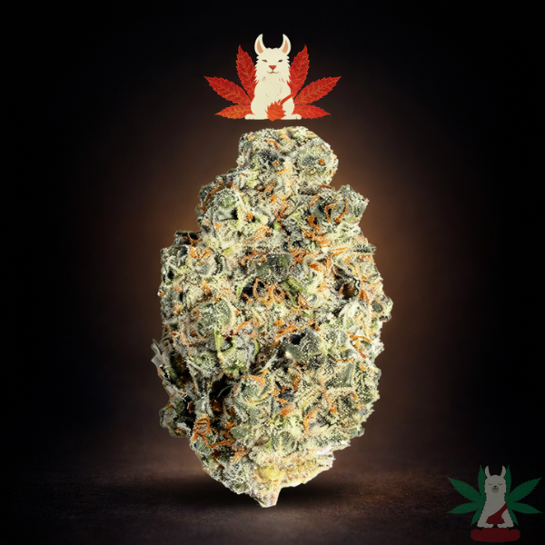 Nimbus Snacks sativa hybrid cannabis flower from Leafy Llama Dispensary Arlington VA