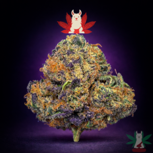 UK Riot hybrid cannabis flower from Leafy Llama Dispensary Arlington VA